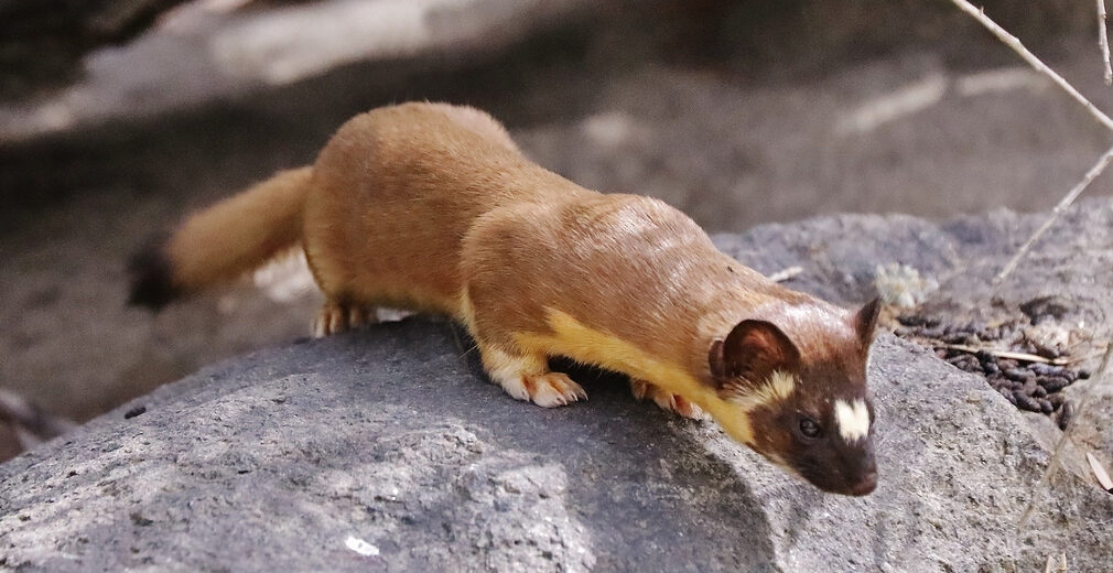 Meet the Ferocious LongTailed Weasel Critter Science