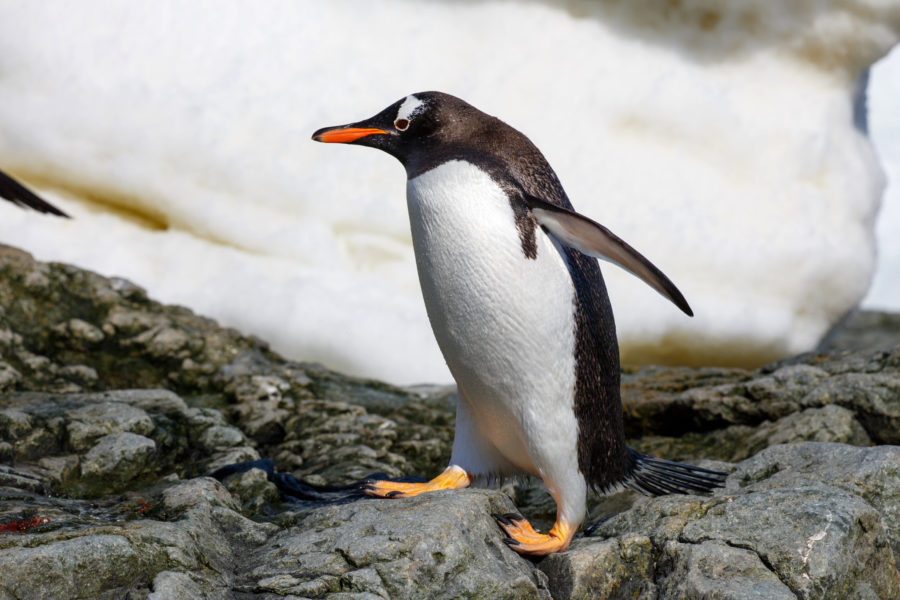 The Social Gentoo Penguin Critter Science