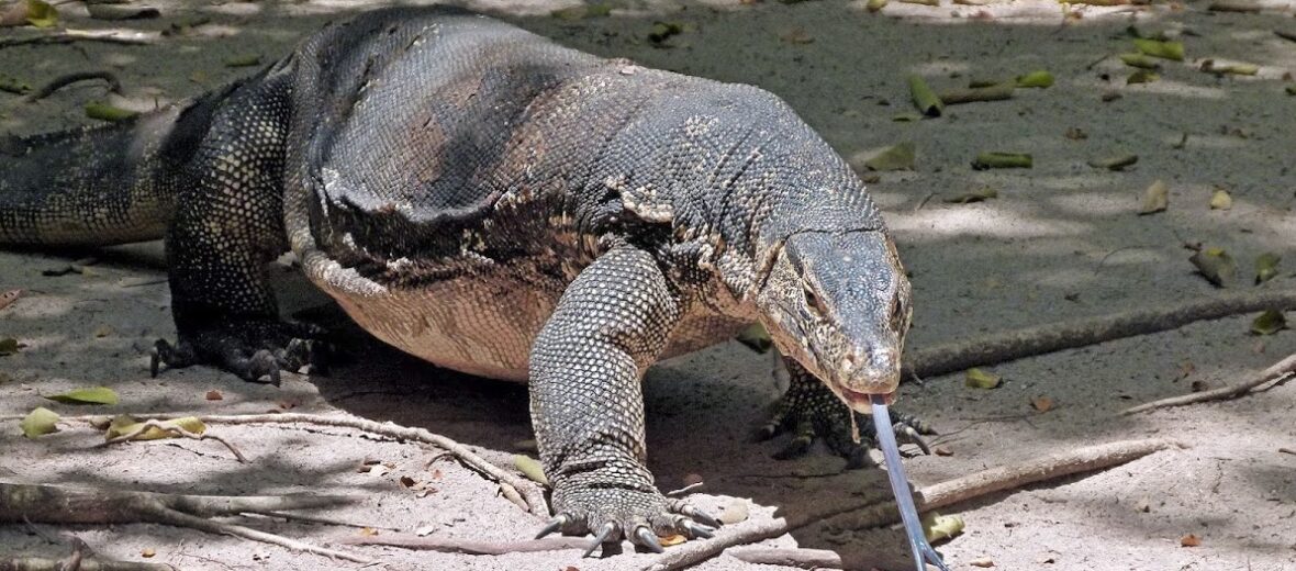 The Asian Water Monitor Critter Science