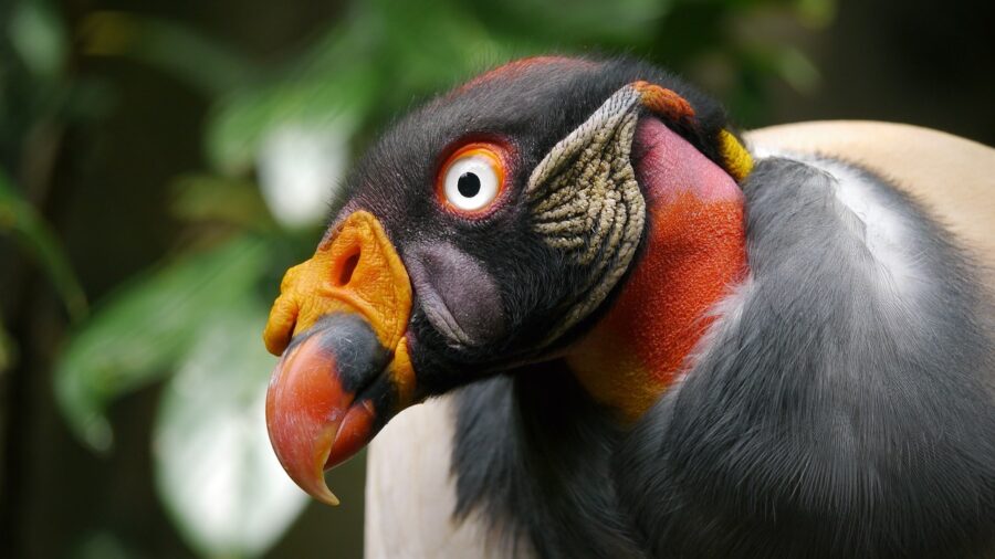 The King Vulture has Arrived Critter Science