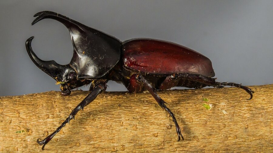 The Huge Rhinoceros Beetle Critter Science