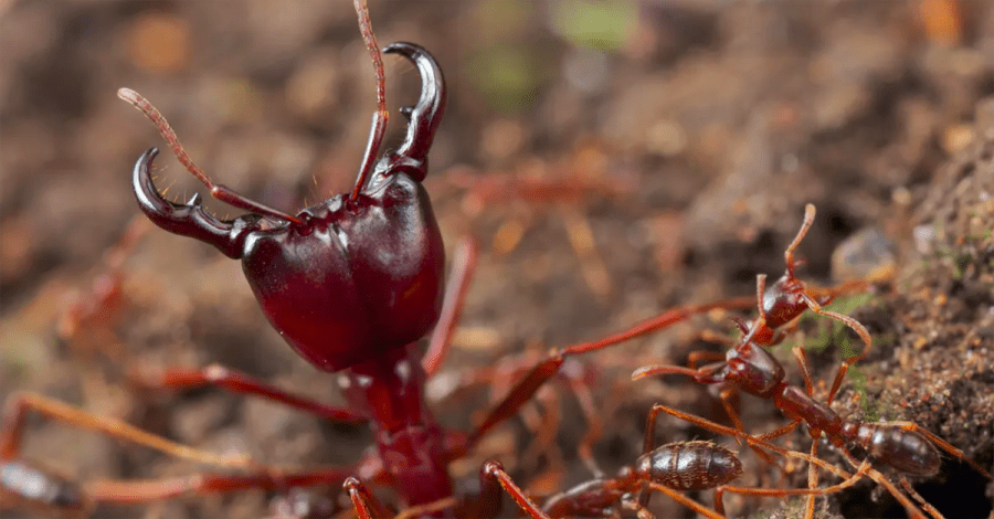 The Formidable Driver Ant | Critter Science