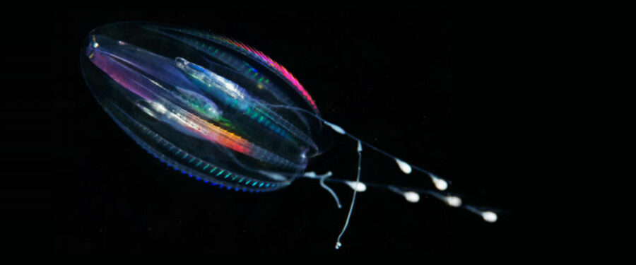 The Fascinating Comb Jelly | Critter Science