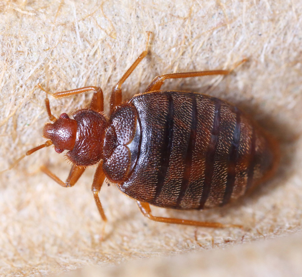 Bed Bug Removal Penrith Bed Bug Treatments Penrith Critter Busters
