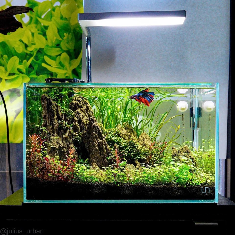 How To Create a Betta Community Tank Critter Care