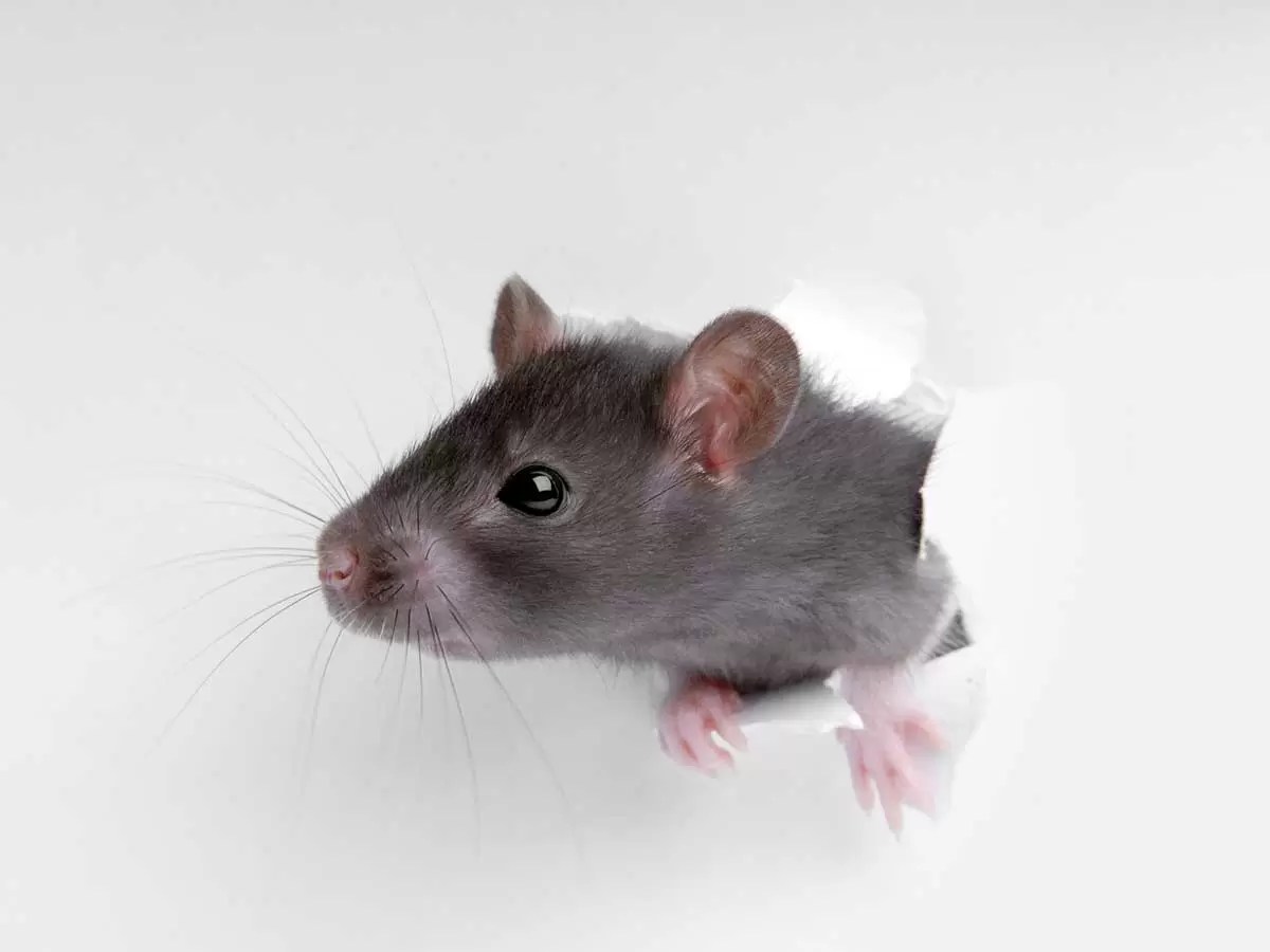 Preventing Rats From Entering Your Home Tips And Tricks Critter