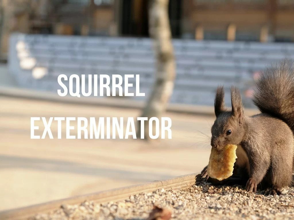 Orlando Squirrel Exterminator Getting Rid of Squirrels