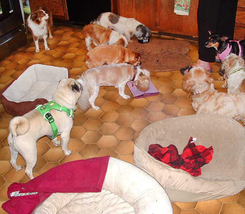 Gallery Critter Creek Inn, KennelFree Boarding, Elmira Oregon