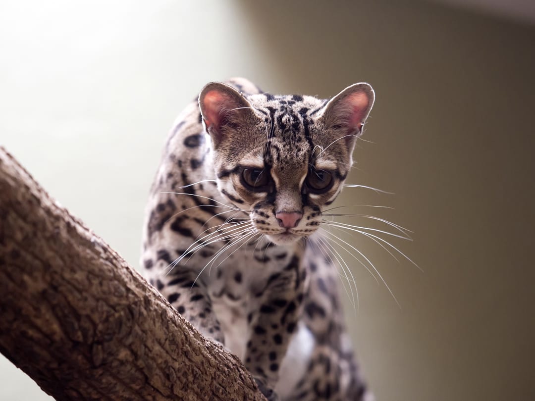 Margay CRITTERFACTS