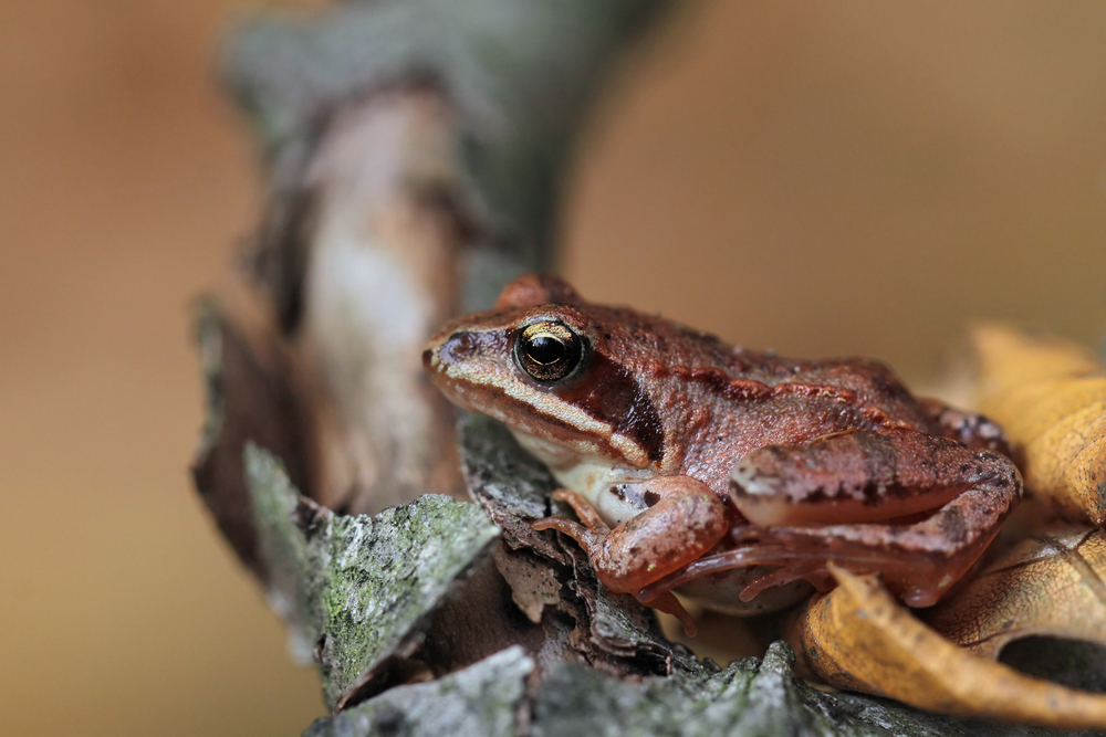 WOOD FROG CRITTERFACTS