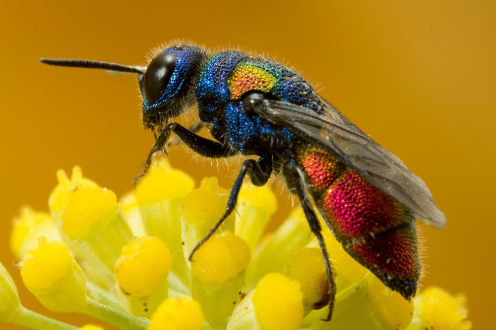 Cuckoo Wasp Facts CRITTERFACTS