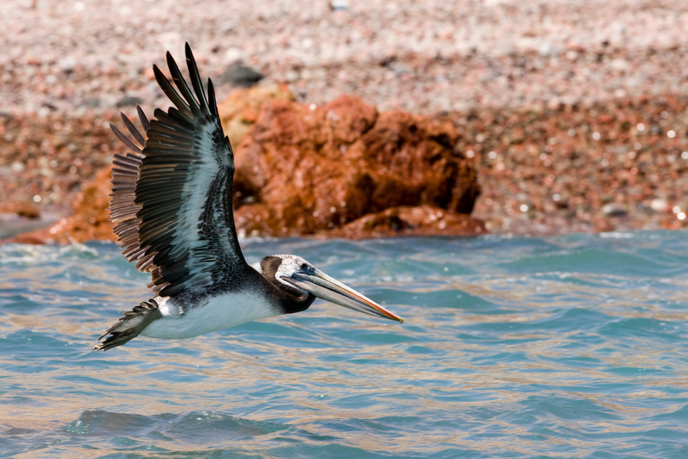 Peruvian Pelican Facts CRITTERFACTS