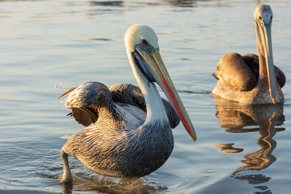 Peruvian Pelican Facts CRITTERFACTS