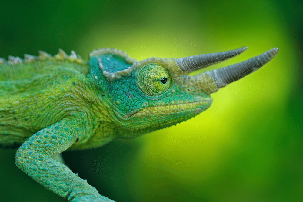 Jackson's Chameleon CRITTERFACTS