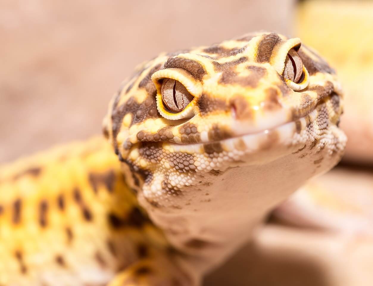 Leopard Geckos CritterFam