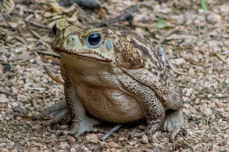 6 Kinds of Toads in Florida (Pictures) The Critter Hideout