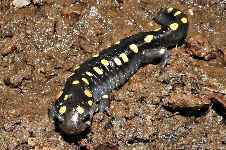 7 Types of Salamanders in Wisconsin (Pictures) The Critter Hideout