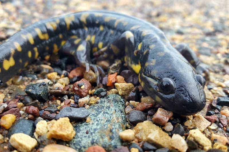 7 Types of Salamanders in Wisconsin (Pictures) The Critter Hideout