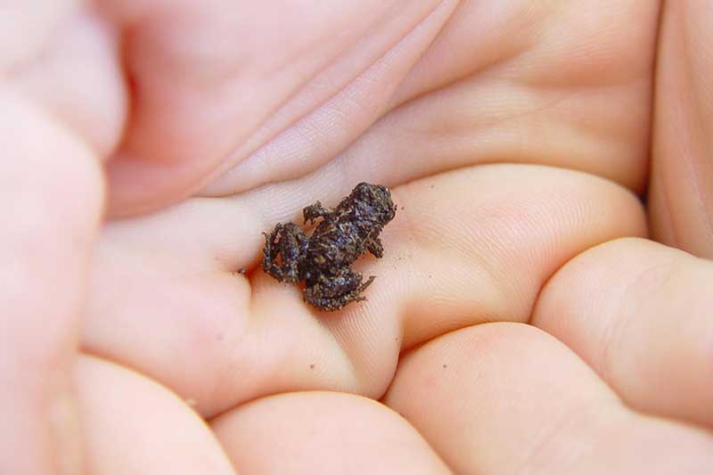 Smallest Frogs in the World (16 Amazingly Tiny Species) The Critter