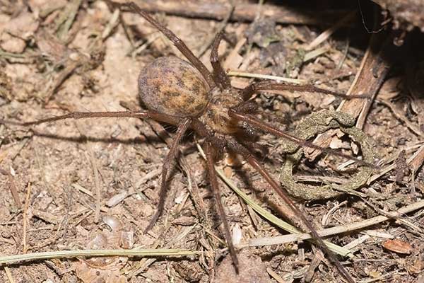 10 Common Spiders in Idaho (Pictures) The Critter Hideout