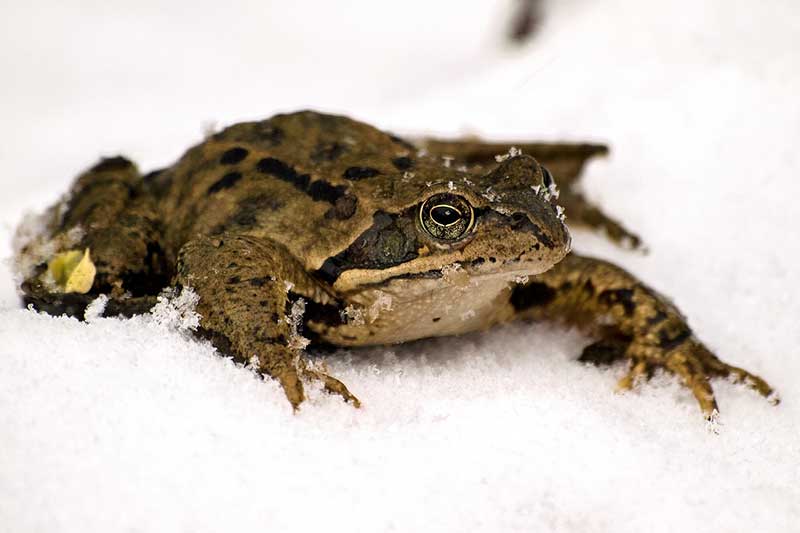 Where Do Frogs Go in the Winter? The Critter Hideout