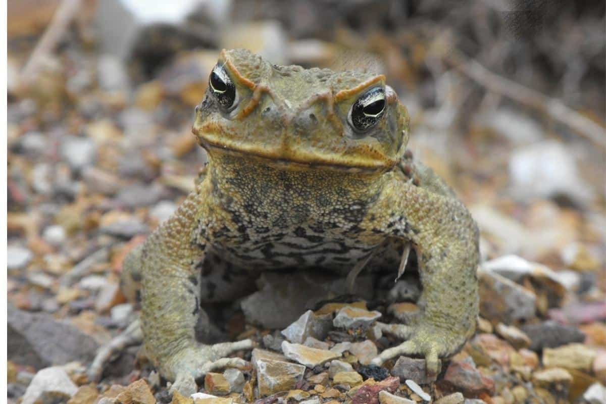 10 Types of Frogs That Can Actually Eat Birds The Critter Hideout