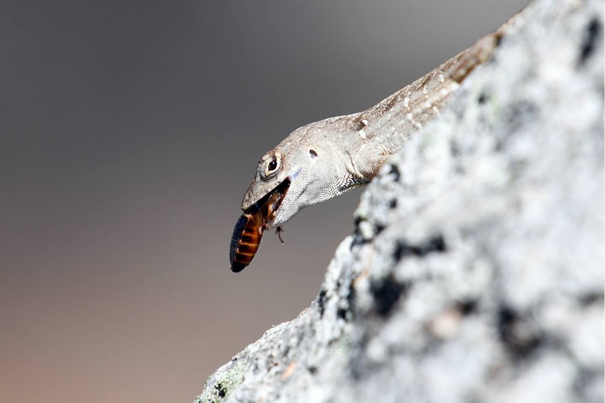 11 Types of Pet Salamanders (Pictures/Facts) The Critter Hideout