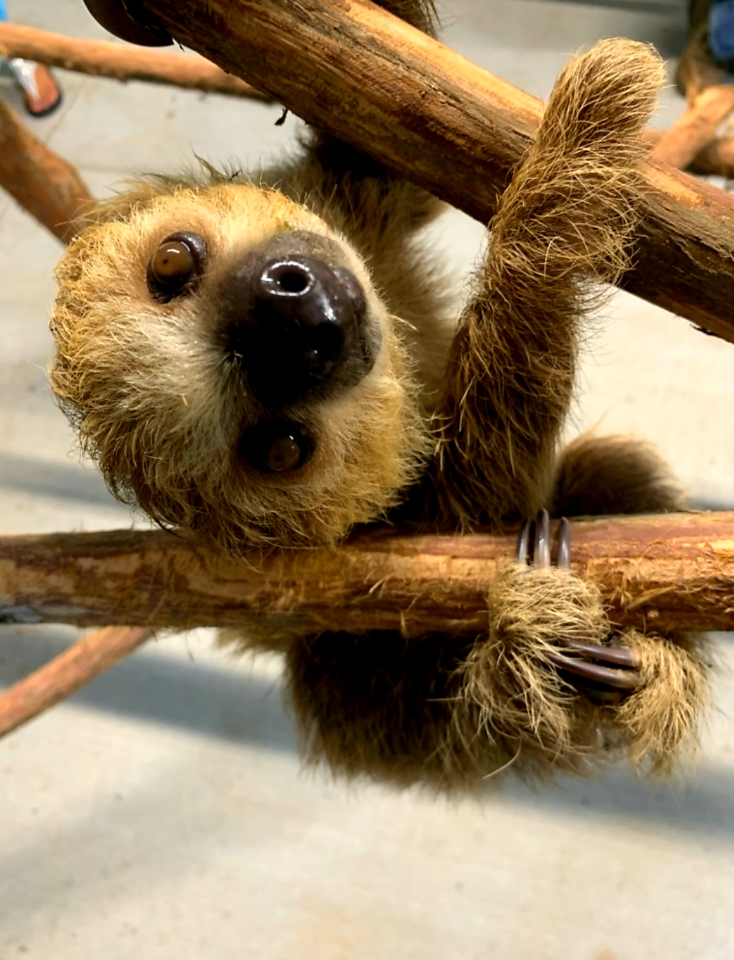 Sloth Encounter Critter Lane Petting Zoo