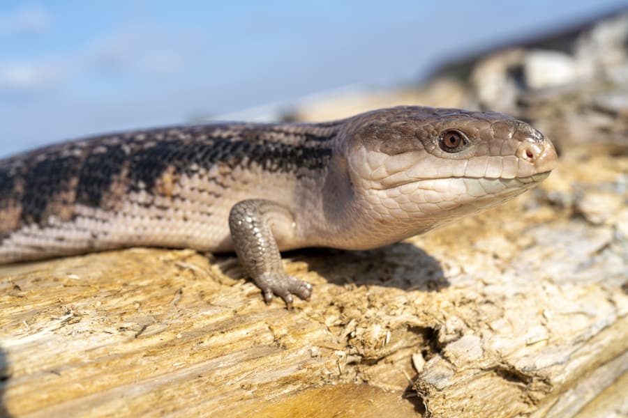 Are Blue Tongue Lizards Poisonous To Dogs If Eaten