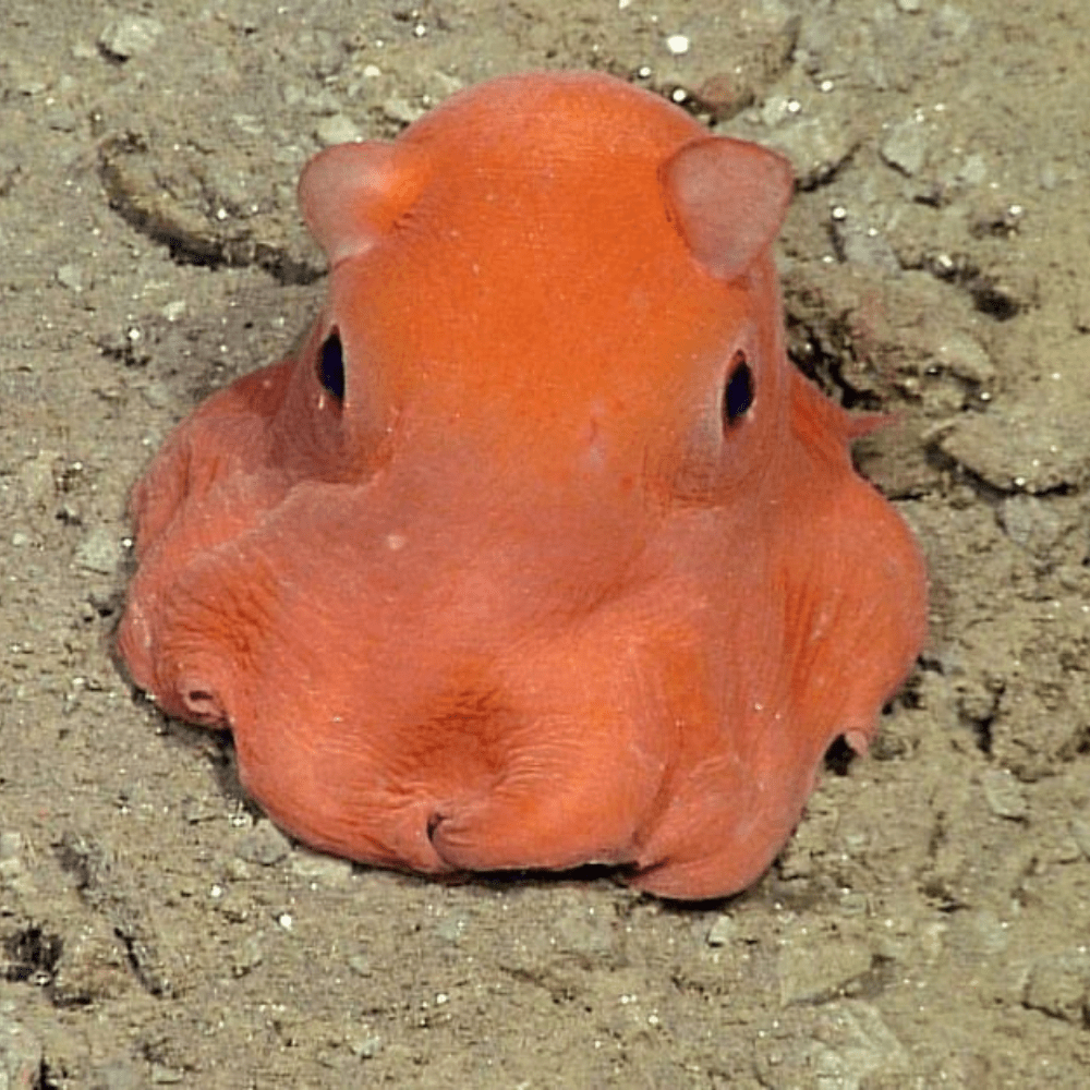 Flapjack Octopus Critter Republic Dive Center