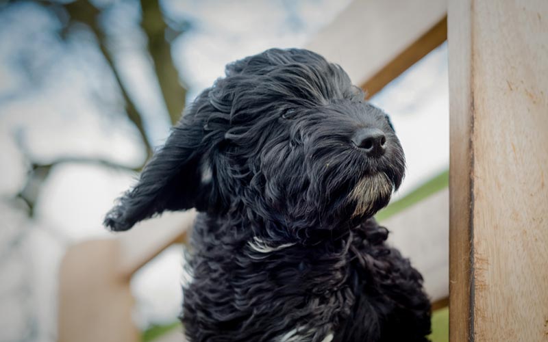 Best Grooming Clipper For Cockapoo Reviews