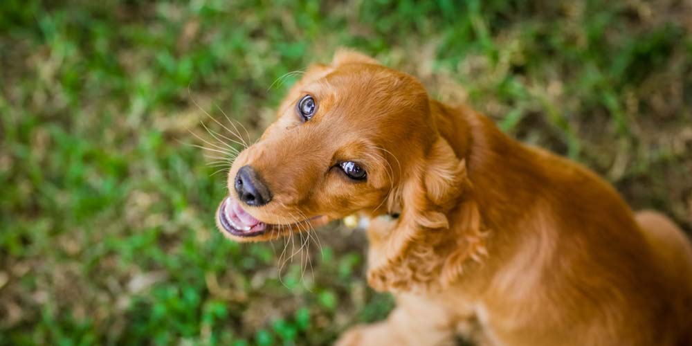 8 Best Dog Clippers for the Cocker Spaniel