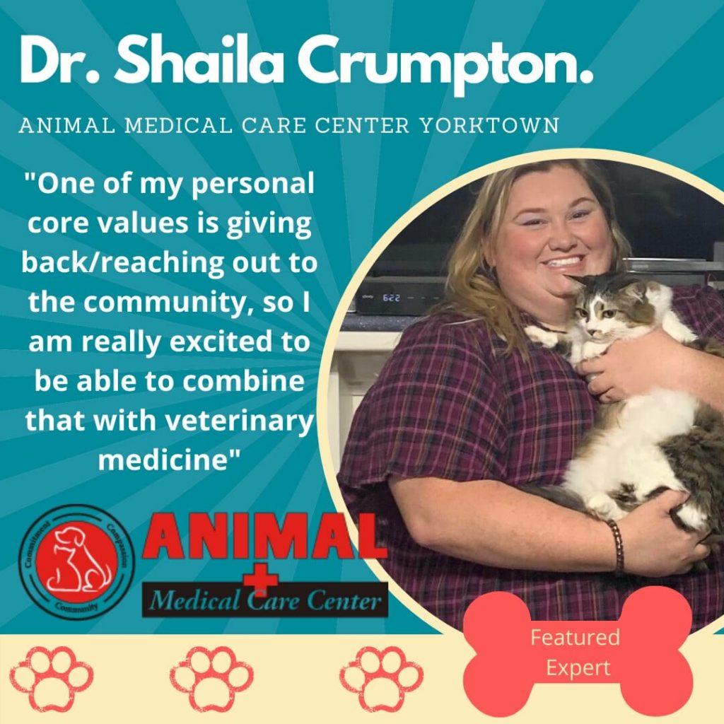 Getting Pet Allergies Under Control Critter Sitters and More