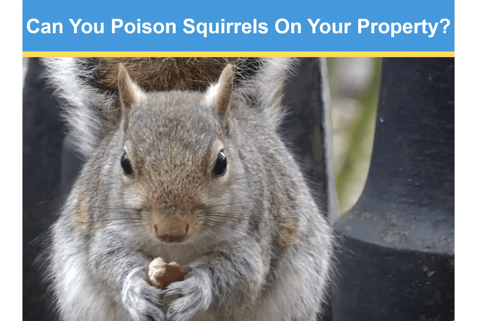 Can You Poison Squirrels On Your Property? Critter Stop