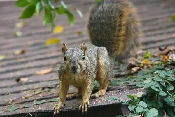 Squirrel Removal in Texas: Dallas-Fort Worth Metroplex - Squirrel