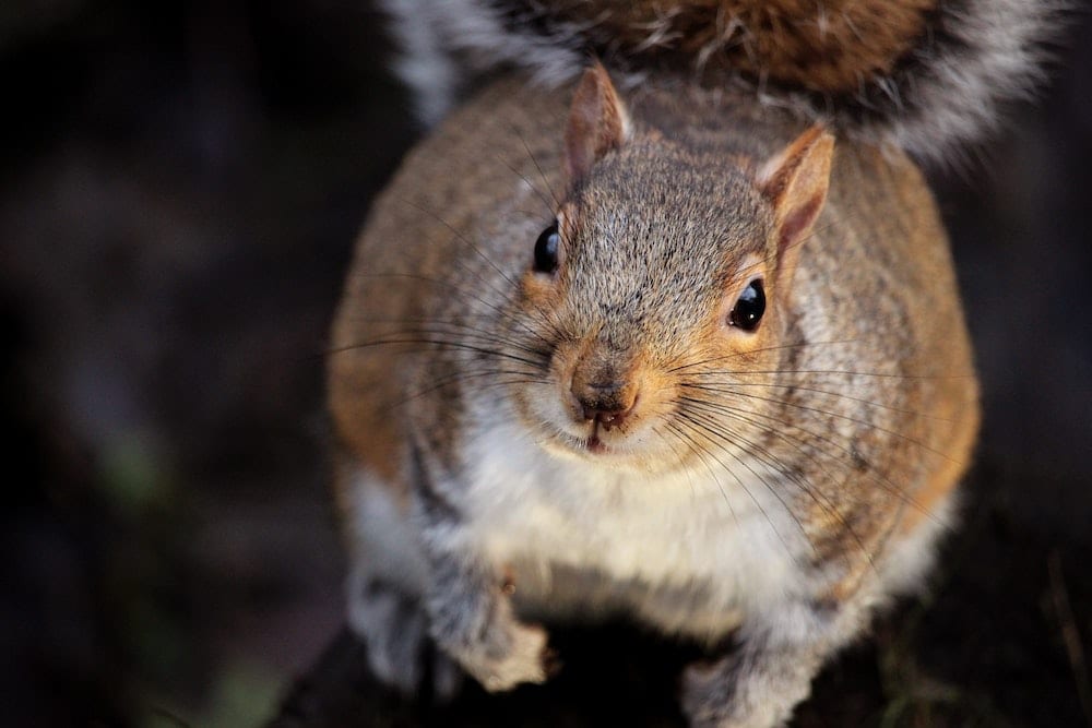 What Diseases Do Squirrels Carry? Critter Stop