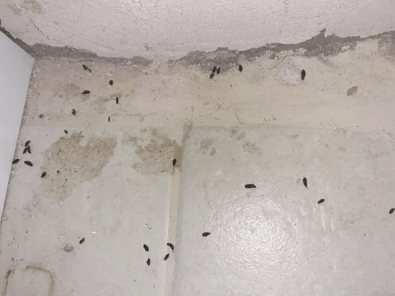 Rat Poop Pictures How to Clean Rat Droppings in Your Attic