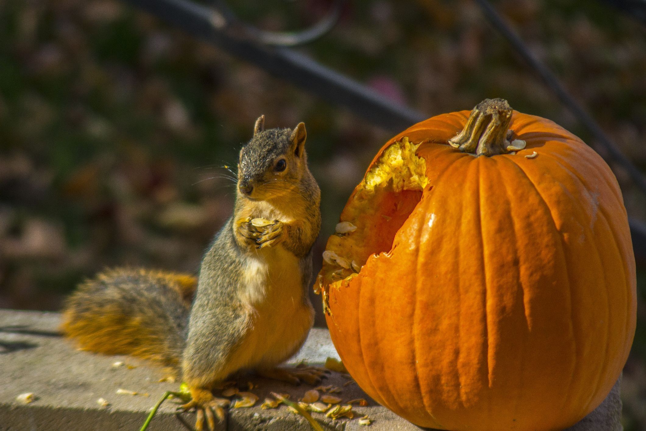 What Do Squirrels Eat? A Peek into Squirrels Critter Stop