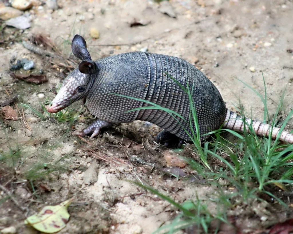 Armadillo Trapping Guide Critter Stop