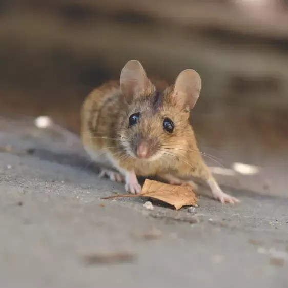 What Does The Kangaroo Rat Eat a Expert Guide Critter Stop