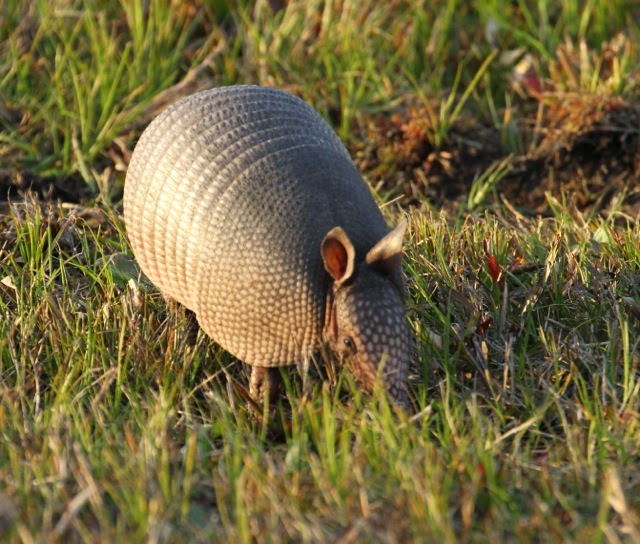 Armadillo Trapping Guide Critter Stop