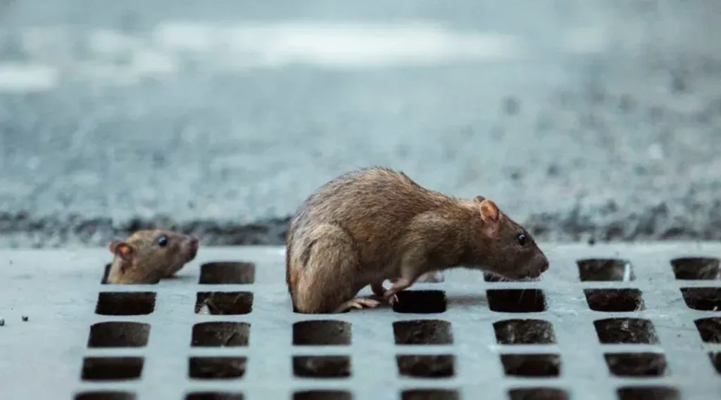 Commercial Rat Control Critter Stop