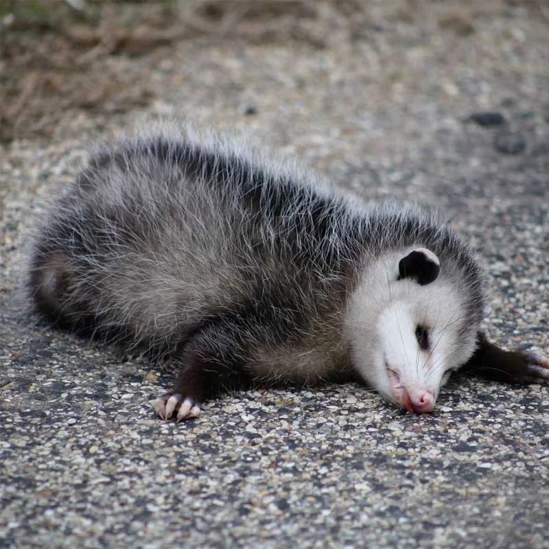 When to Seek Opossum Removal Critter Stop