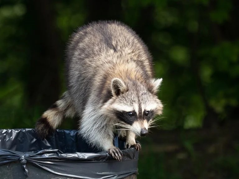 6 Tips and Tricks to Keep Raccoons Out Critter Stop