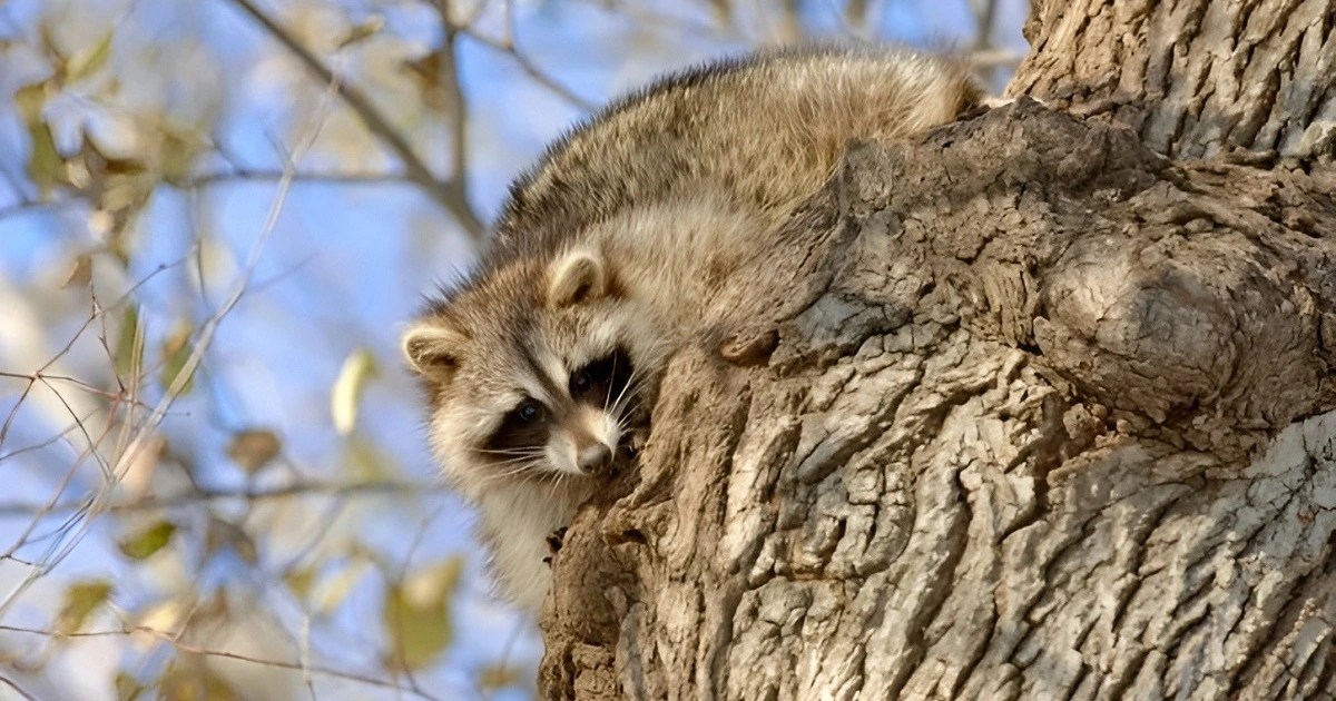Why Would a Raccoon Be Out During the Day? Critter Stop