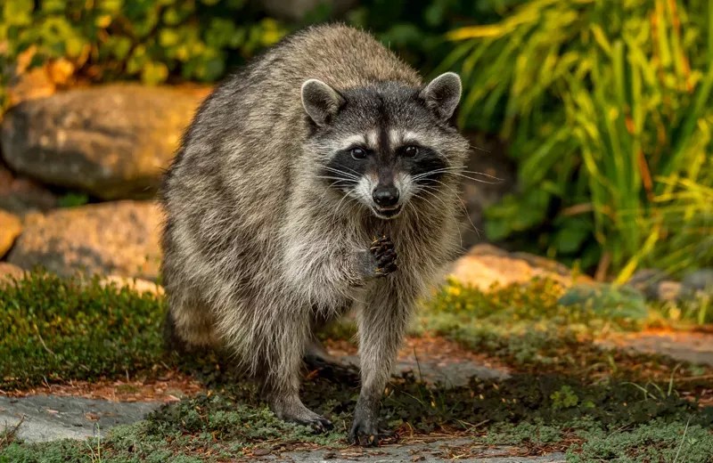 What To Do If You See a Raccoon in Your Yard Critter Stop