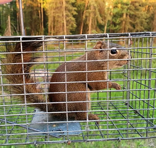 Is it illegal to shoot squirrels in texas? Critter Stop