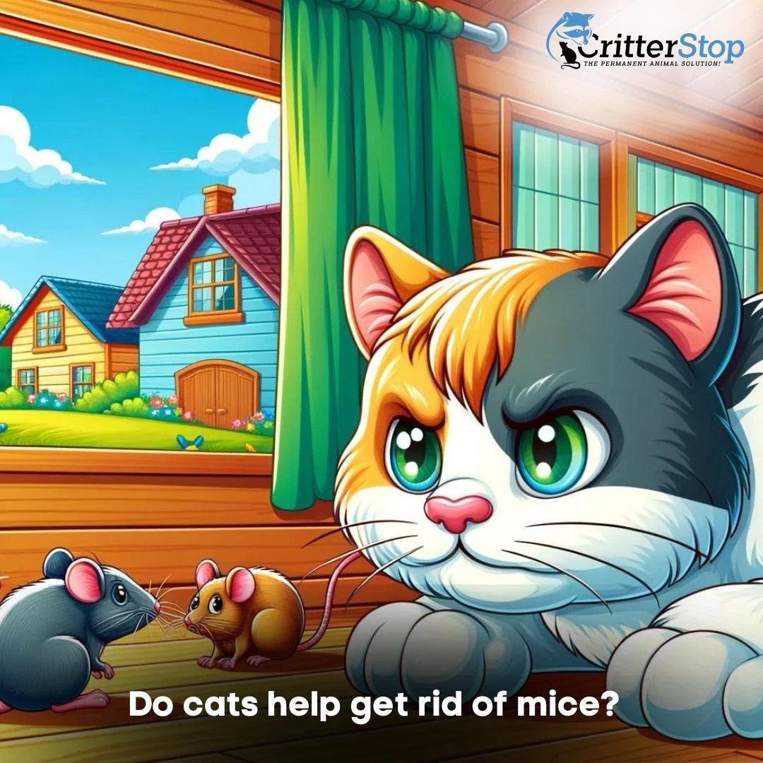 Do Cats Really Help Get Rid of Mice? Critter Stop