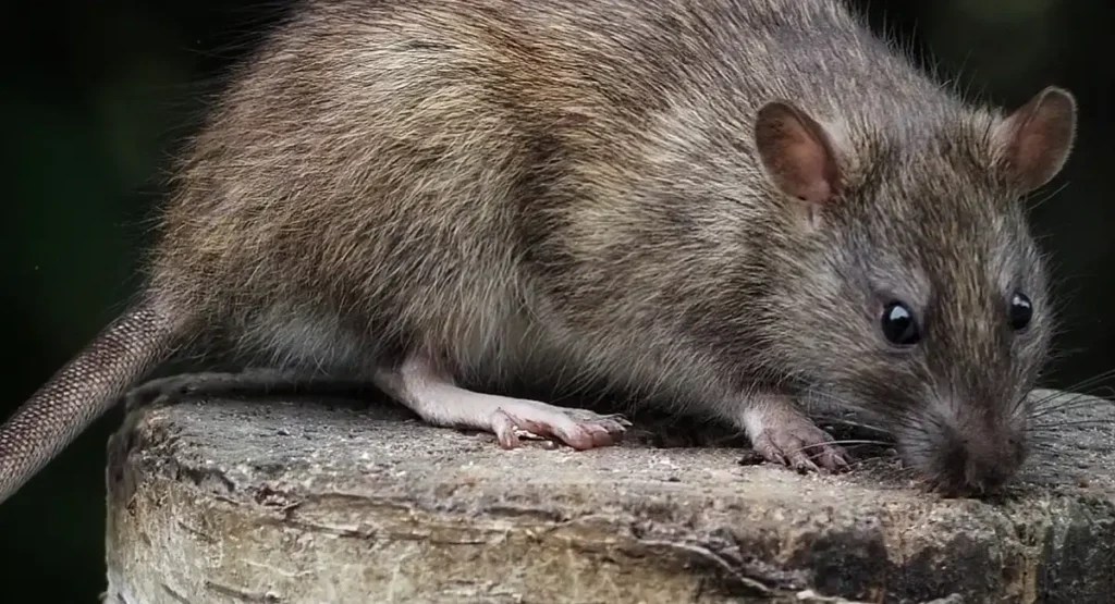 Do Rats Attack Humans? Critter Stop