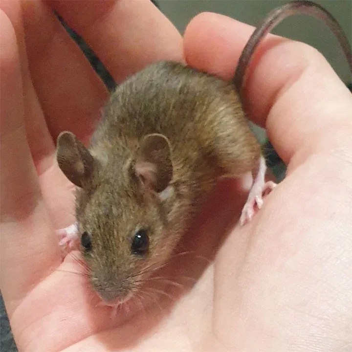 What does a mice bite look like? Critter Stop